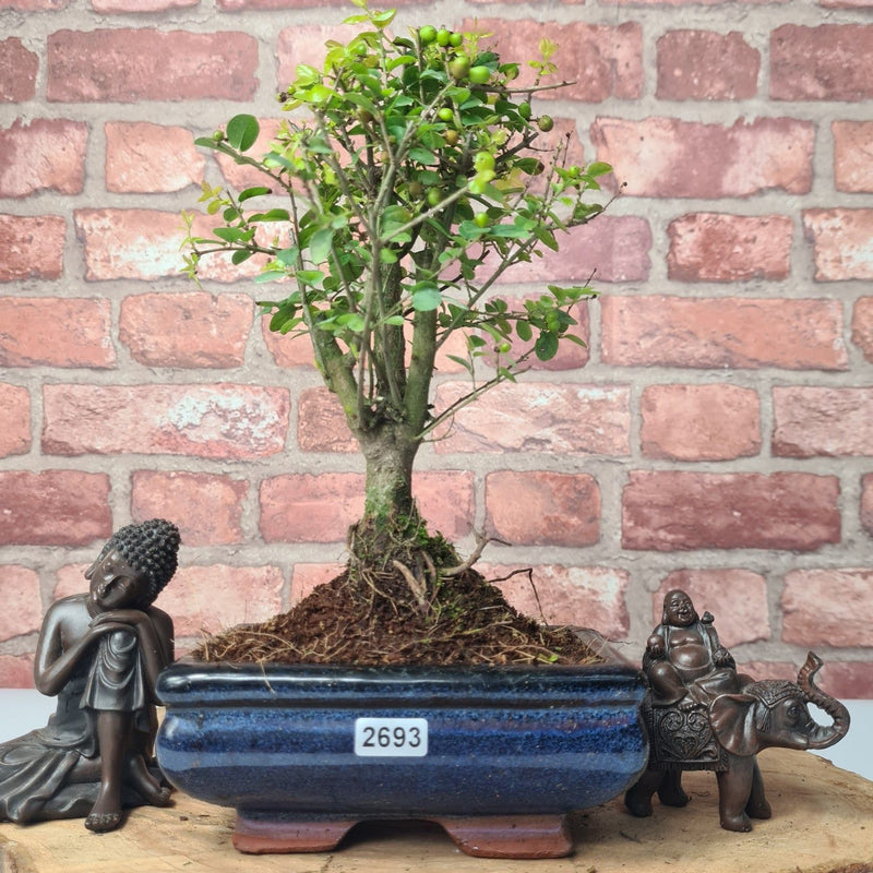 Bird Plum (Sageretia) Bonsai Tree | Broom | In 15cm Pot - Yorkshire Bonsai