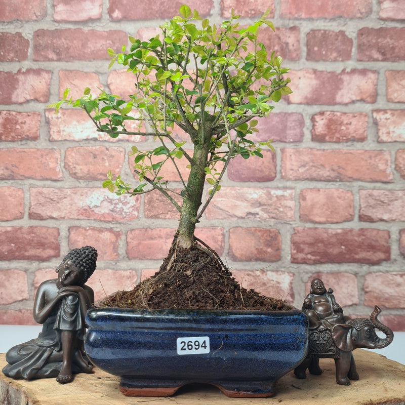 Bird Plum (Sageretia) Bonsai Tree | Broom | In 15cm Pot - Yorkshire Bonsai