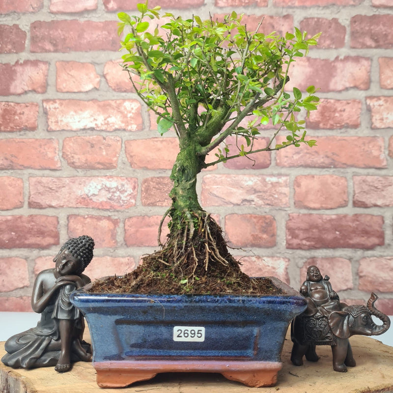 Bird Plum (Sageretia) Bonsai Tree | Broom | In 15cm Pot - Yorkshire Bonsai