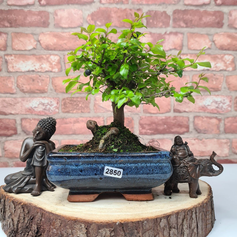 Bird Plum (Sageretia) Bonsai Tree | Broom | In 15cm Pot - Yorkshire Bonsai