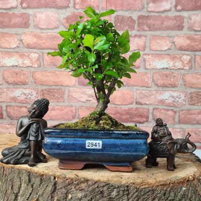 Indoor and Outdoor Bonsai Trees Collection