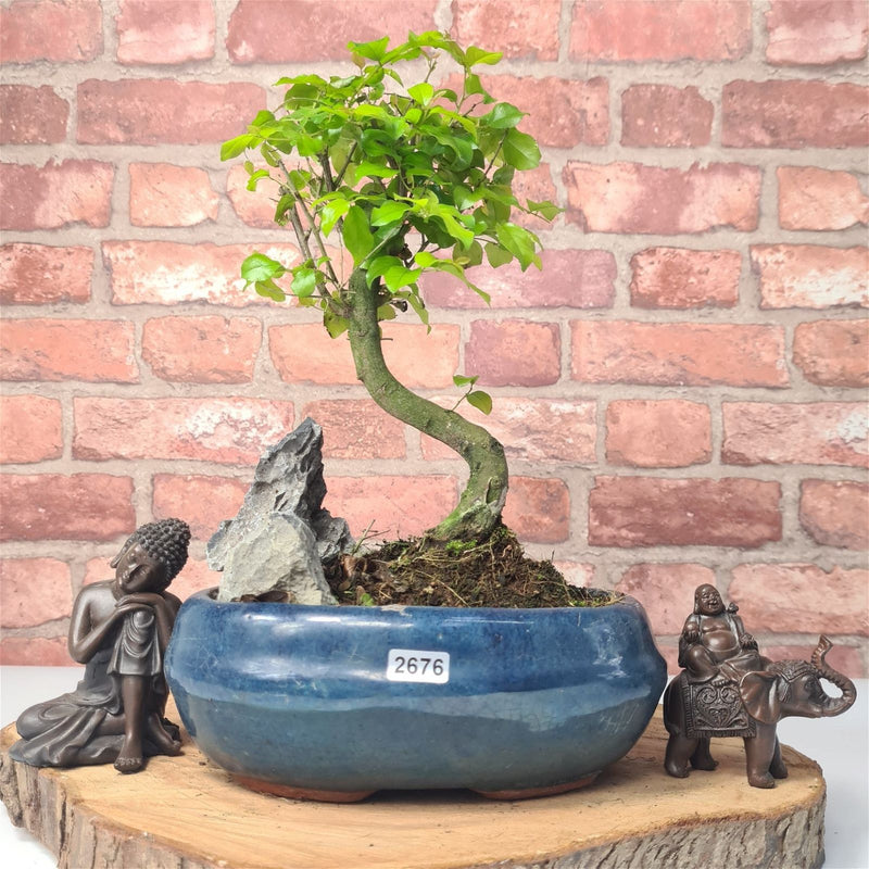 Bird Plum (Sageretia) Bonsai Tree | Shaped | In 20cm Pot With Rock - Yorkshire Bonsai