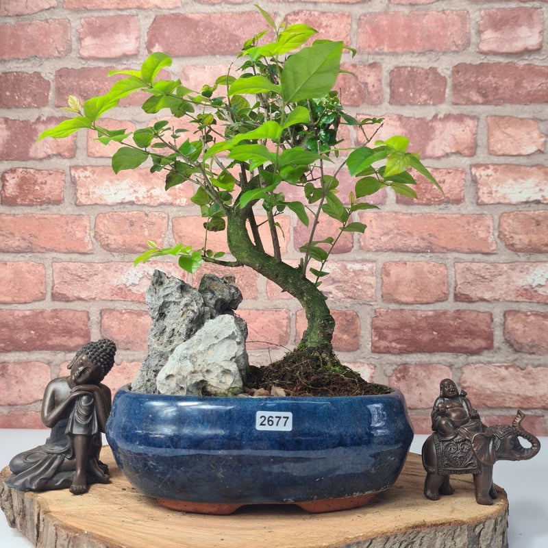 Bird Plum (Sageretia) Bonsai Tree | Shaped | In 20cm Pot With Rock - Yorkshire Bonsai