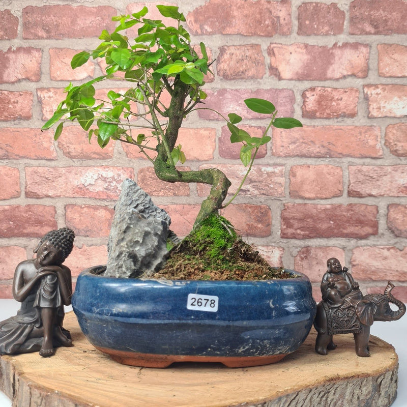 Bird Plum (Sageretia) Bonsai Tree | Shaped | In 20cm Pot With Rock - Yorkshire Bonsai