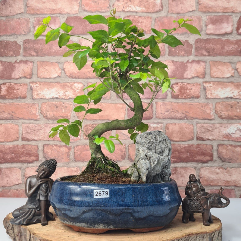 Bird Plum (Sageretia) Bonsai Tree | Shaped | In 20cm Pot With Rock - Yorkshire Bonsai