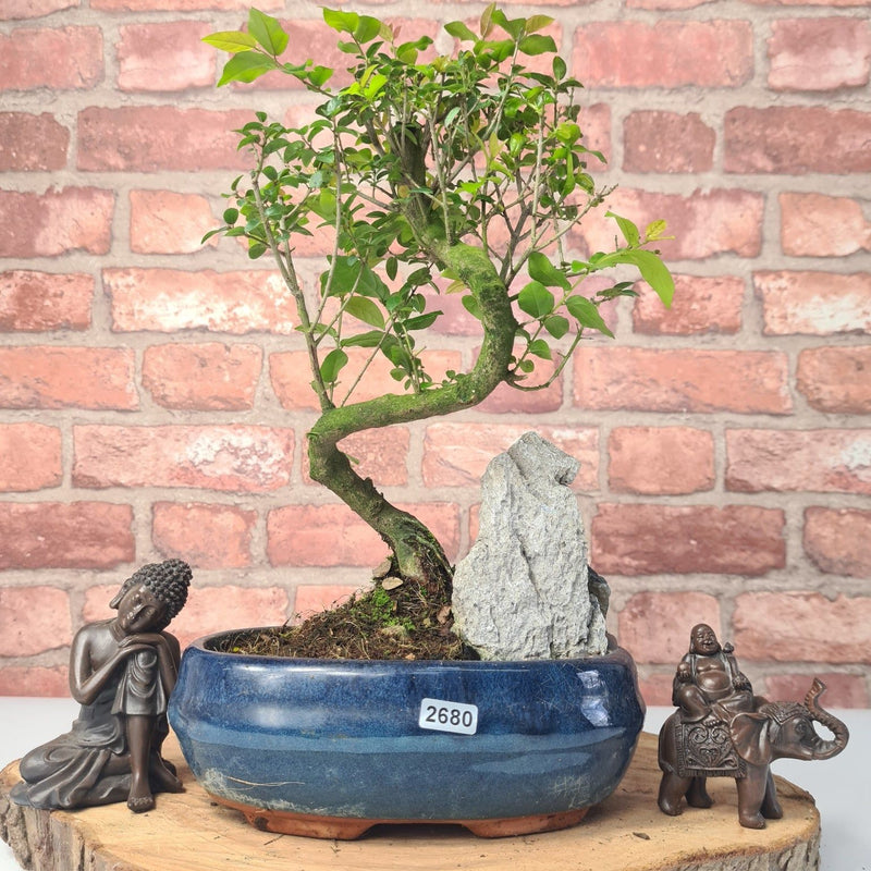 Bird Plum (Sageretia) Bonsai Tree | Shaped | In 20cm Pot With Rock - Yorkshire Bonsai