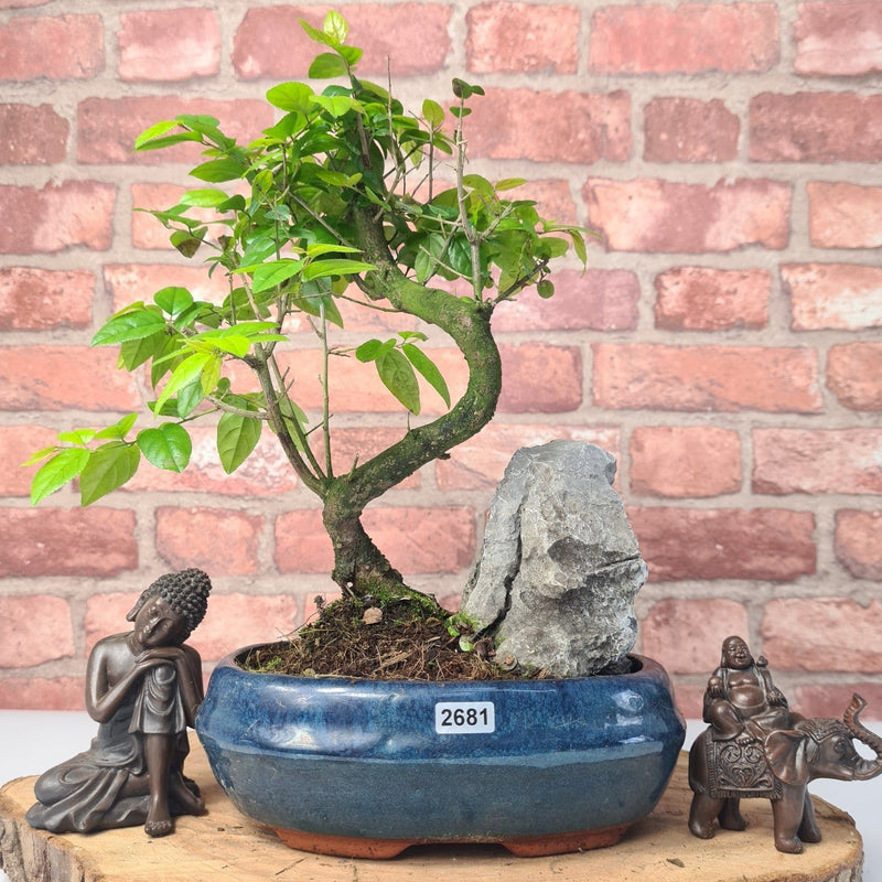 Bird Plum (Sageretia) Bonsai Tree | Shaped | In 20cm Pot With Rock - Yorkshire Bonsai