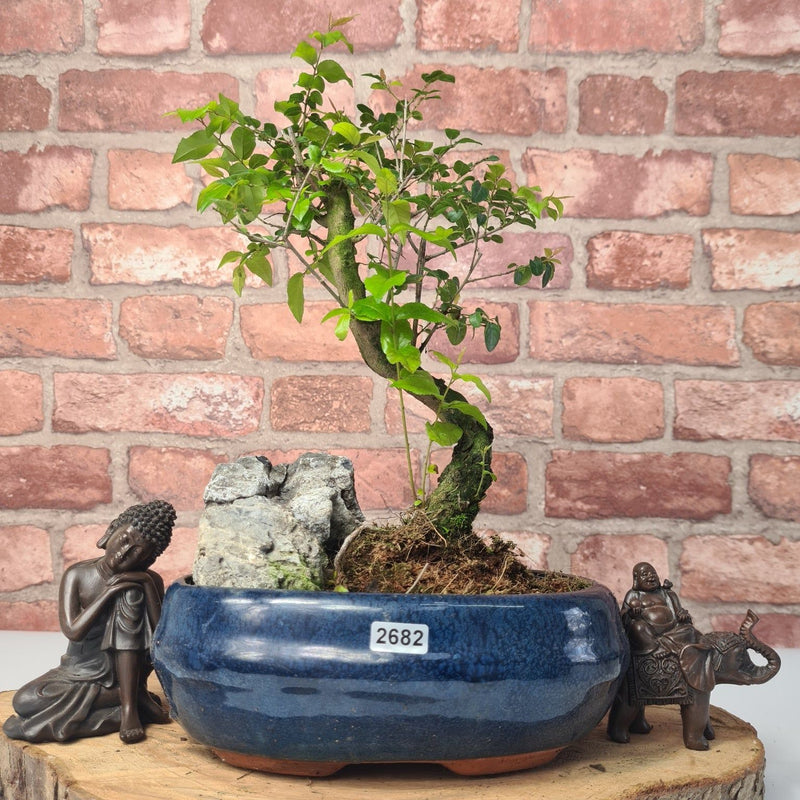 Bird Plum (Sageretia) Bonsai Tree | Shaped | In 20cm Pot With Rock - Yorkshire Bonsai