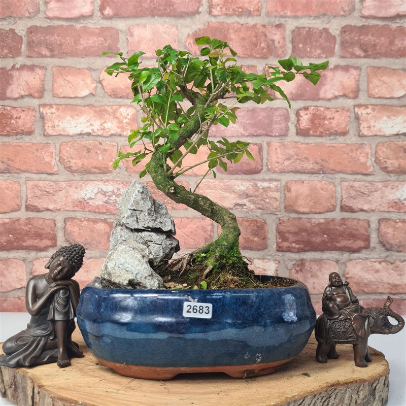 Bird Plum (Sageretia) Bonsai Tree | Shaped | In 20cm Pot With Rock - Yorkshire Bonsai