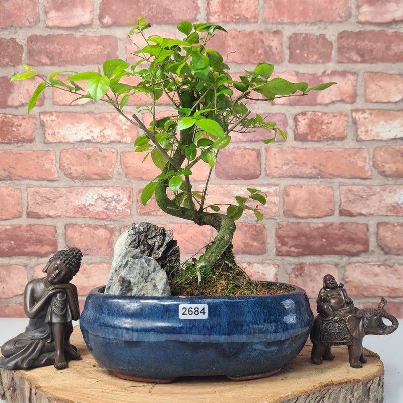 Bird Plum (Sageretia) Bonsai Tree | Shaped | In 20cm Pot With Rock - Yorkshire Bonsai