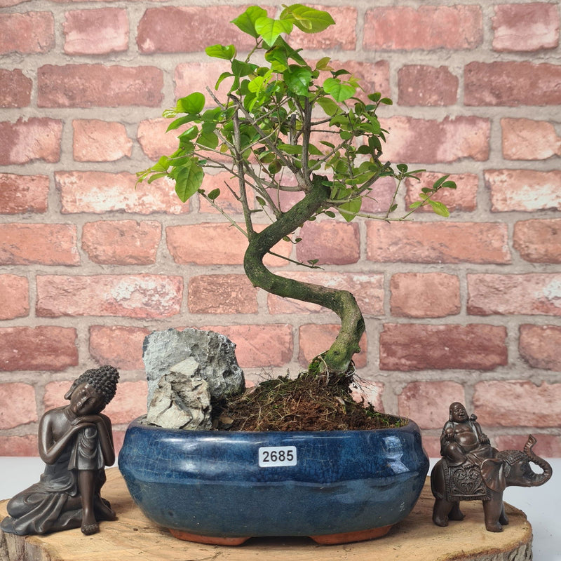 Bird Plum (Sageretia) Bonsai Tree | Shaped | In 20cm Pot With Rock - Yorkshire Bonsai