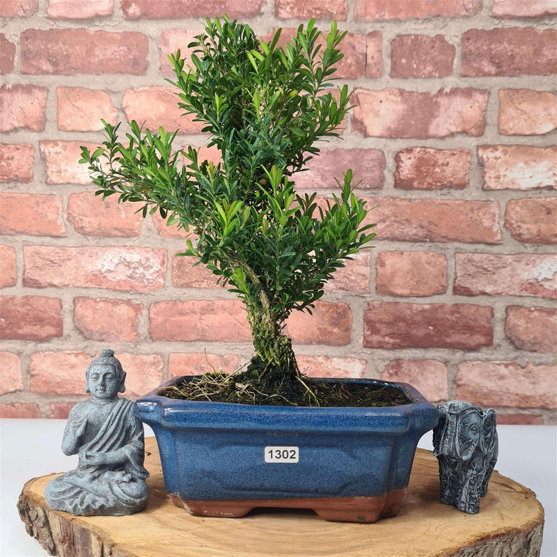 Boxwood (Buxus Harlandii) Bonsai Tree | Shaped | In 20cm Pot - Yorkshire Bonsai