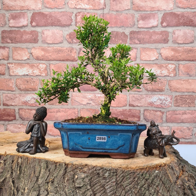 Boxwood (Buxus Harlandii) Bonsai Tree | Shaped | In 20cm Pot - Yorkshire Bonsai