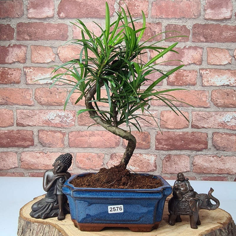 Buddhist Pine (Podocarpus Micro) Bonsai Tree | Shaped | In 15cm Pot - Yorkshire Bonsai