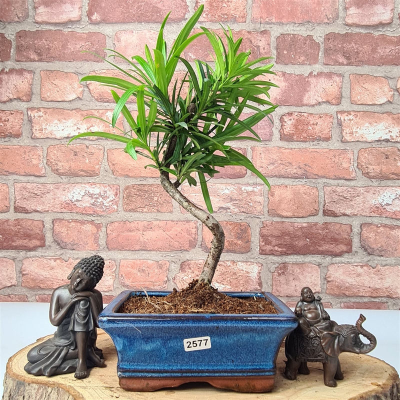 Buddhist Pine (Podocarpus Micro) Bonsai Tree | Shaped | In 15cm Pot - Yorkshire Bonsai