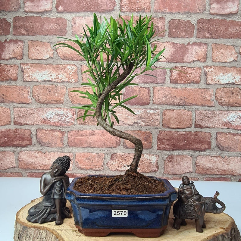 Buddhist Pine (Podocarpus Micro) Bonsai Tree | Shaped | In 15cm Pot - Yorkshire Bonsai