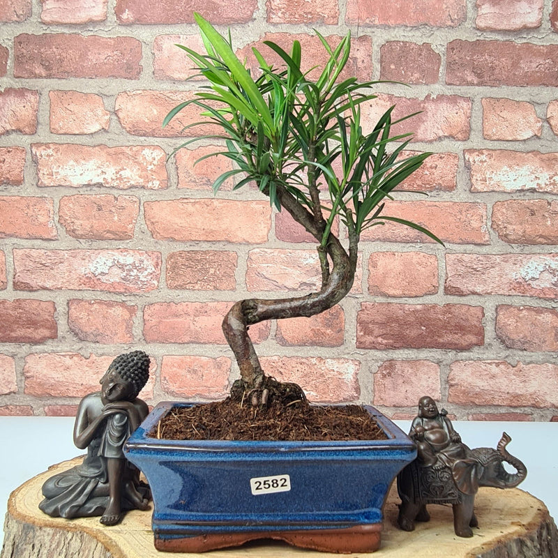 Buddhist Pine (Podocarpus Micro) Bonsai Tree | Shaped | In 15cm Pot - Yorkshire Bonsai