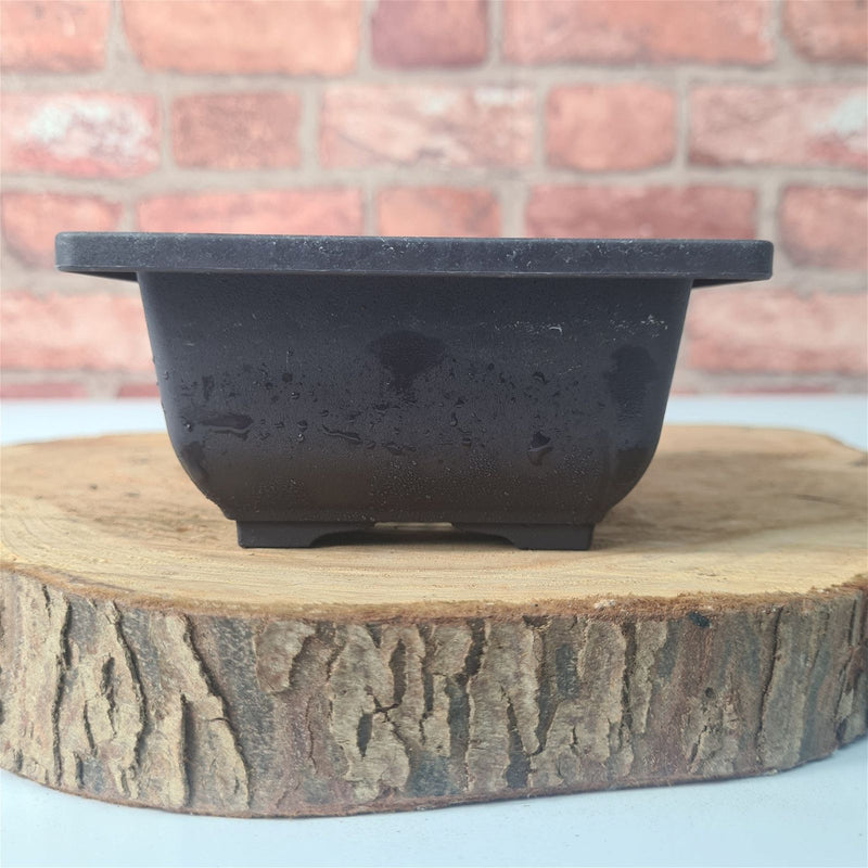 CLEARANCE 12cm Plastic Bonsai Pot | Square | 12cm x 6cm - Yorkshire Bonsai