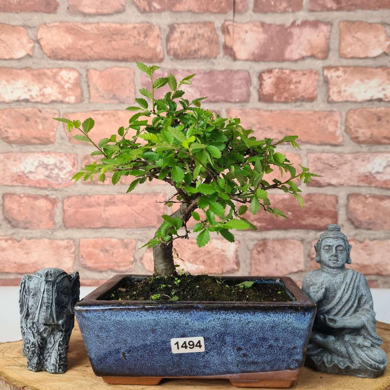 Chinese Elm (Ulmus Parvifolia) Bonsai Tree | Broom | In 15cm Pot