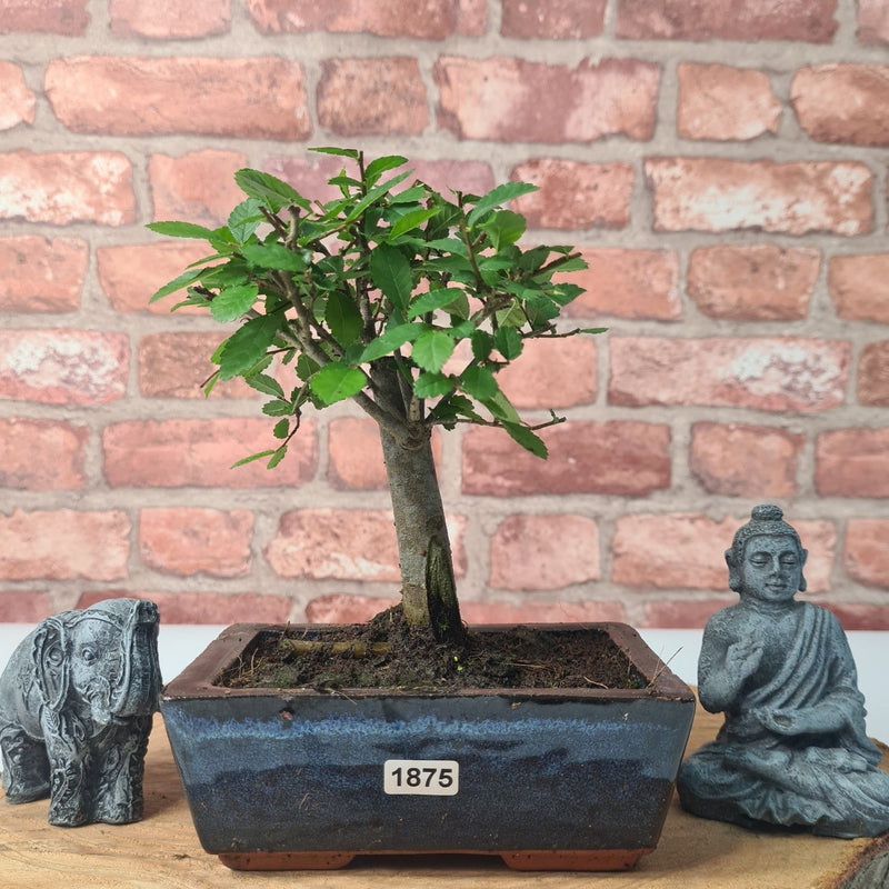 Chinese Elm (Ulmus Parvifolia) Bonsai Tree | Broom | In 15cm Pot - Yorkshire Bonsai