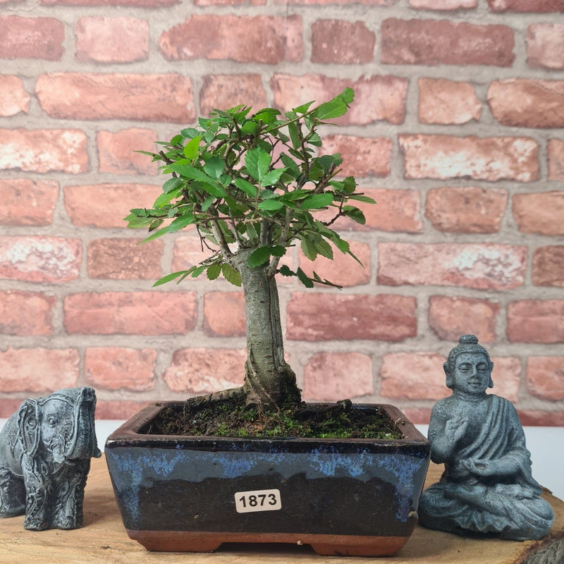 Chinese Elm (Ulmus Parvifolia) Bonsai Tree | Broom | In 15cm Pot - Yorkshire Bonsai