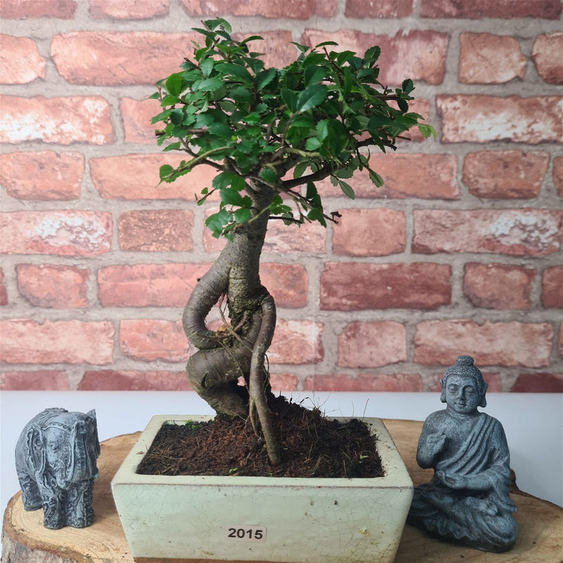 Chinese Elm (Ulmus Parvifolia) Bonsai Tree | Broom | In 15cm Pot - Yorkshire Bonsai