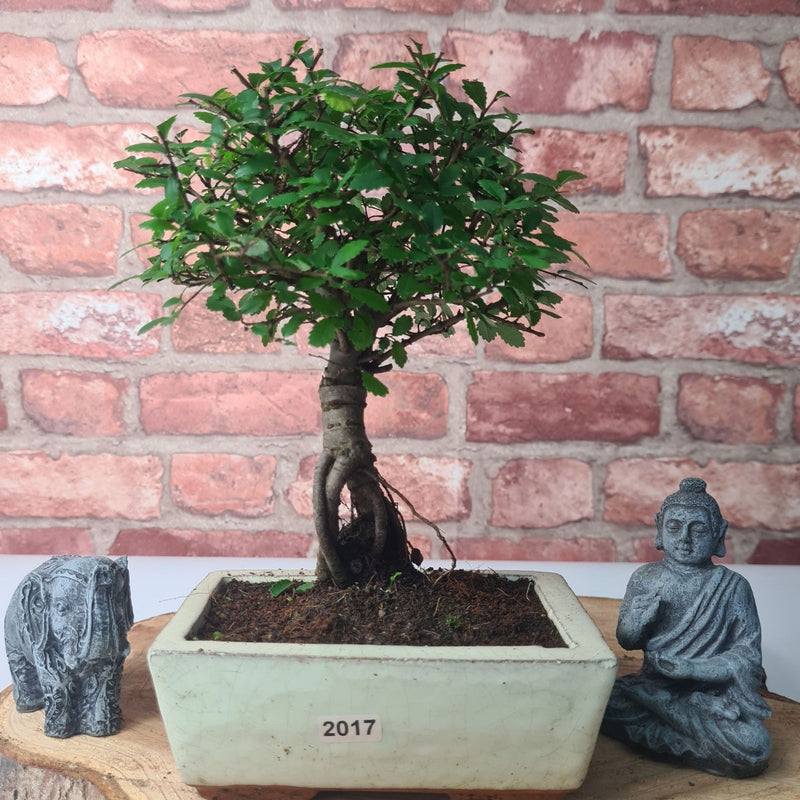 Chinese Elm (Ulmus Parvifolia) Bonsai Tree | Broom | In 15cm Pot - Yorkshire Bonsai