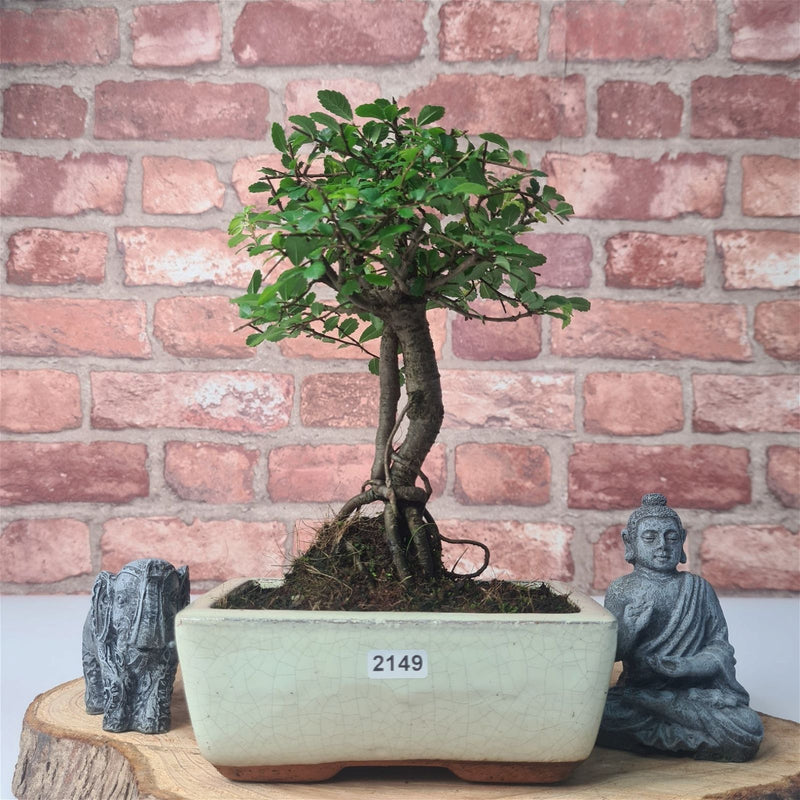 Chinese Elm (Ulmus Parvifolia) Bonsai Tree | Broom | In 15cm Pot - Yorkshire Bonsai