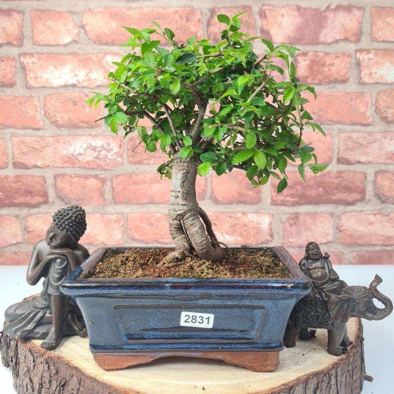 Chinese Elm (Ulmus Parvifolia) Bonsai Tree | Broom | In 15cm Pot - Yorkshire Bonsai