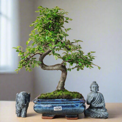 Chinese Elm (Ulmus Parvifolia) Bonsai Tree | Shaped | In 15cm Pot - Yorkshire Bonsai