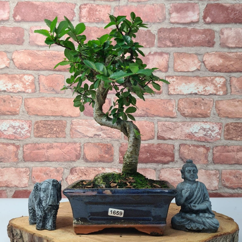 Chinese Elm (Ulmus Parvifolia) Bonsai Tree | Shaped | In 15cm Pot - Yorkshire Bonsai