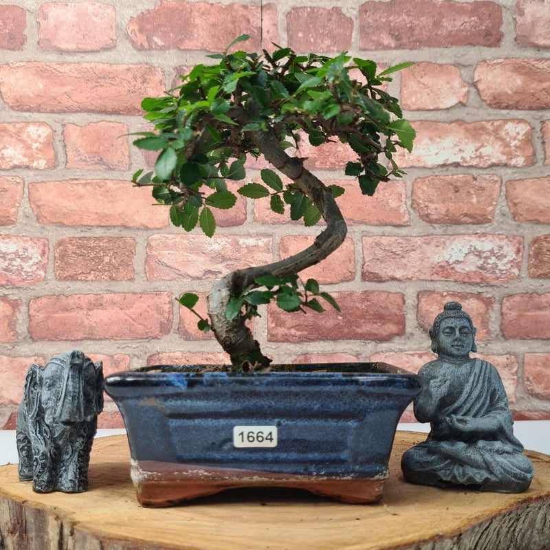 Chinese Elm (Ulmus Parvifolia) Bonsai Tree | Shaped | In 15cm Pot - Yorkshire Bonsai