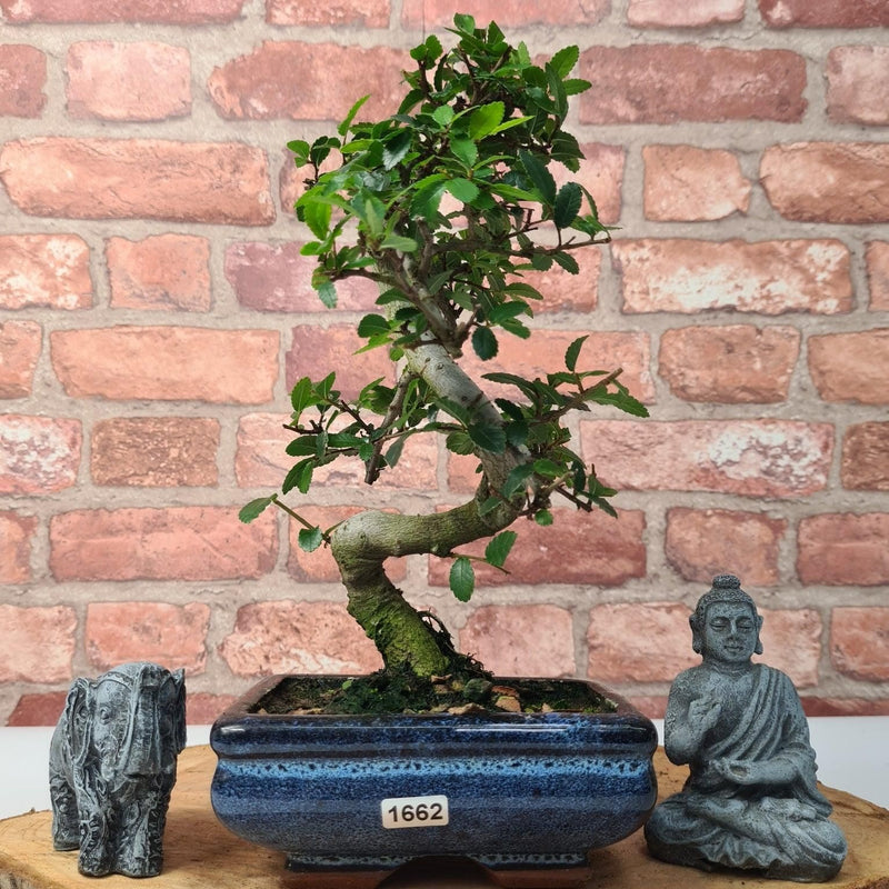 Chinese Elm (Ulmus Parvifolia) Bonsai Tree | Shaped | In 15cm Pot - Yorkshire Bonsai