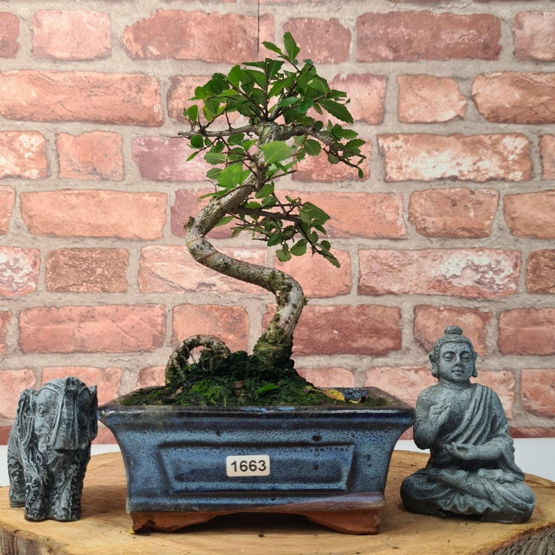 Chinese Elm (Ulmus Parvifolia) Bonsai Tree | Shaped | In 15cm Pot - Yorkshire Bonsai