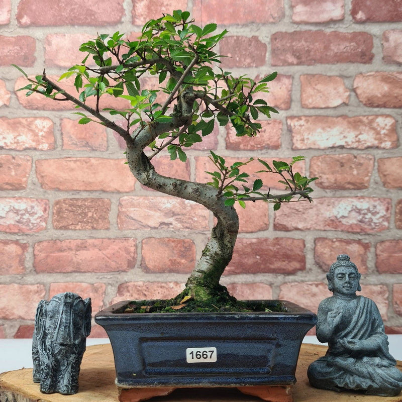 Chinese Elm (Ulmus Parvifolia) Bonsai Tree | Shaped | In 15cm Pot - Yorkshire Bonsai