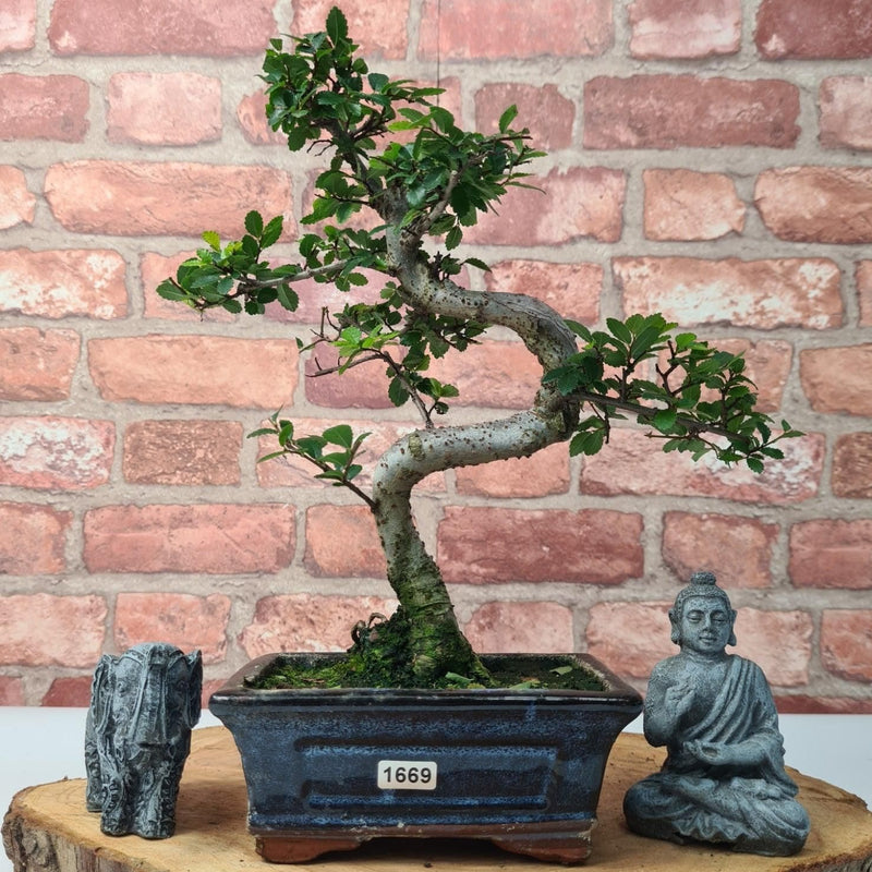 Chinese Elm (Ulmus Parvifolia) Bonsai Tree | Shaped | In 15cm Pot - Yorkshire Bonsai