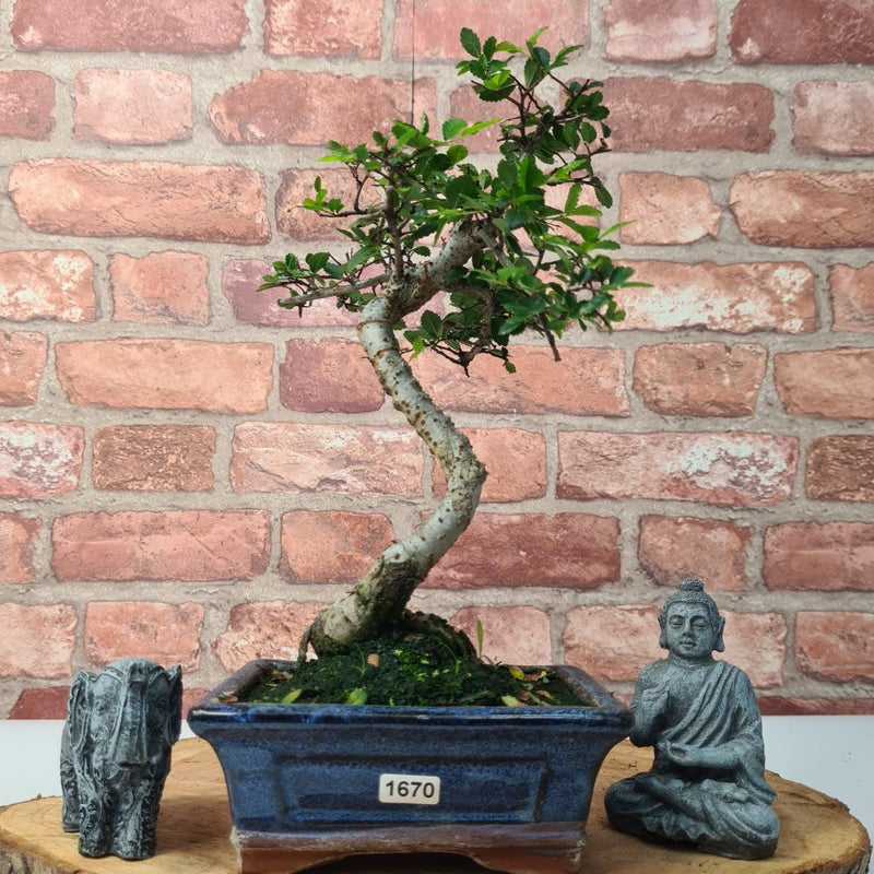 Chinese Elm (Ulmus Parvifolia) Bonsai Tree | Shaped | In 15cm Pot - Yorkshire Bonsai