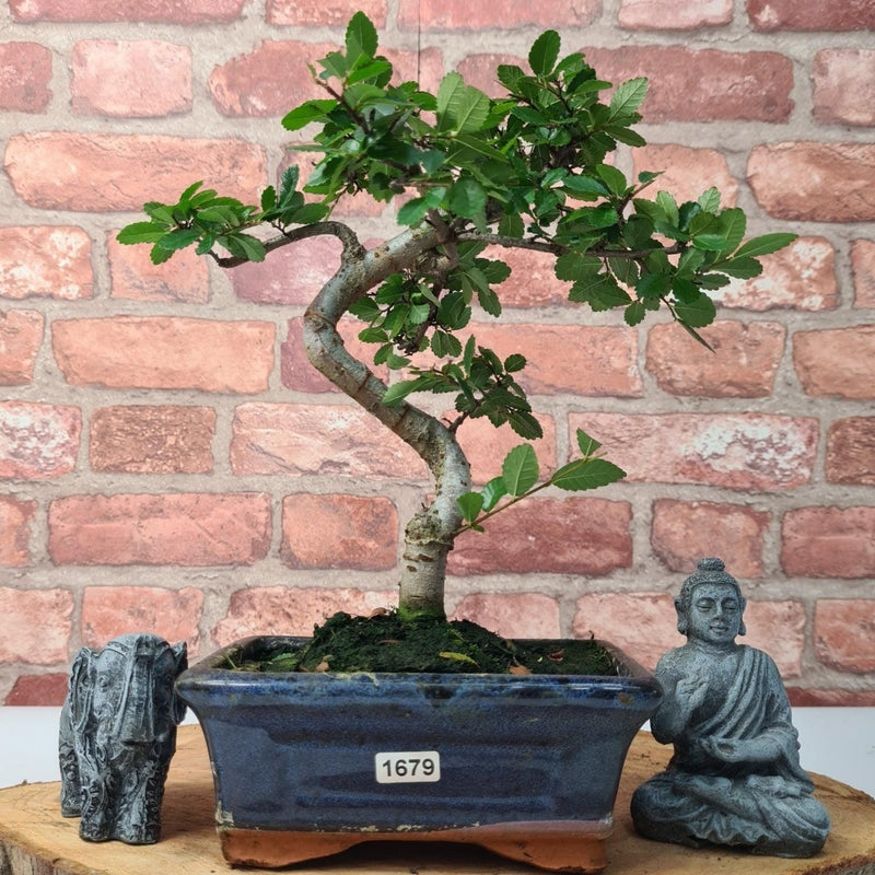 Chinese Elm (Ulmus Parvifolia) Bonsai Tree | Shaped | In 15cm Pot - Yorkshire Bonsai