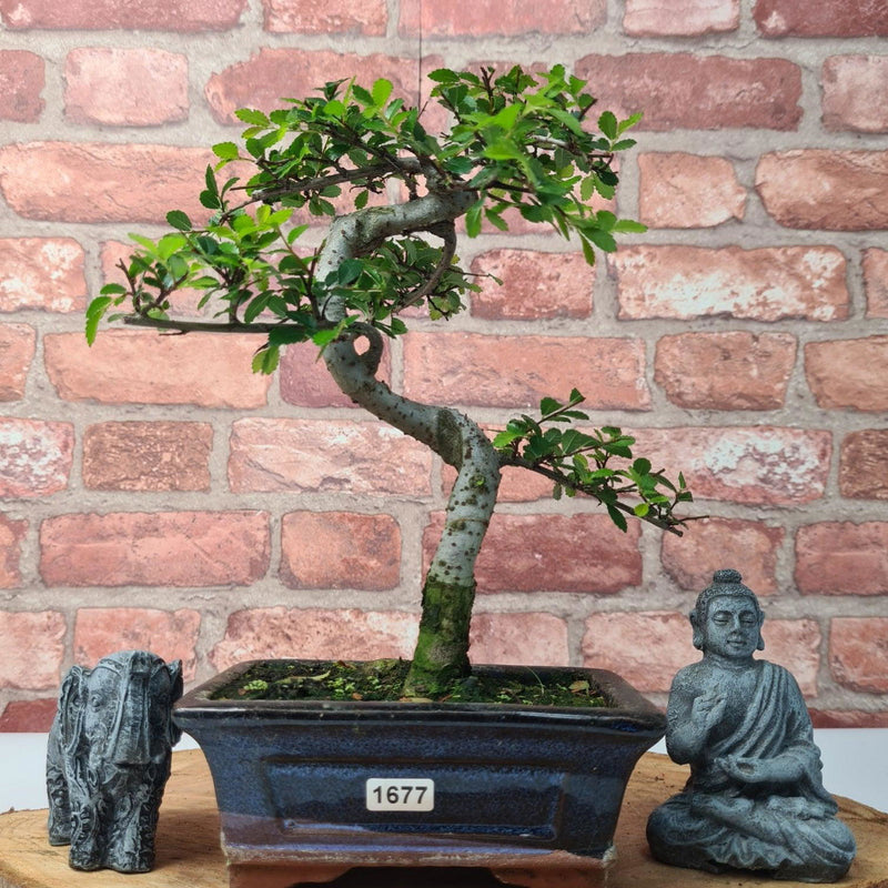 Chinese Elm (Ulmus Parvifolia) Bonsai Tree | Shaped | In 15cm Pot - Yorkshire Bonsai