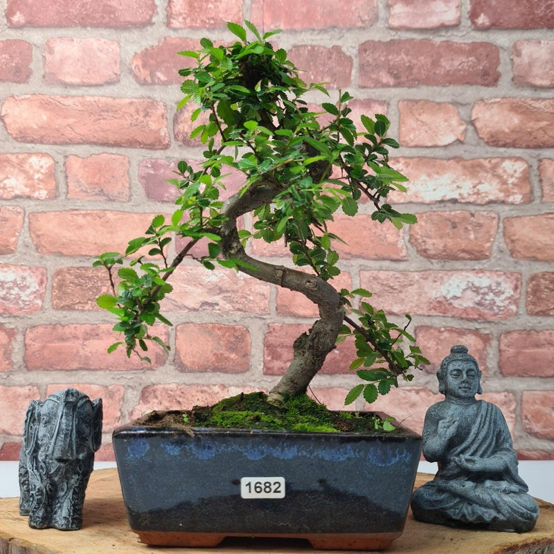 Chinese Elm (Ulmus Parvifolia) Bonsai Tree | Shaped | In 15cm Pot - Yorkshire Bonsai