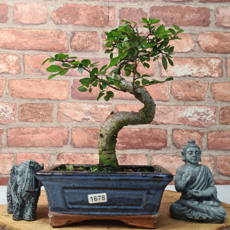 Chinese Elm (Ulmus Parvifolia) Bonsai Tree | Shaped | In 15cm Pot - Yorkshire Bonsai