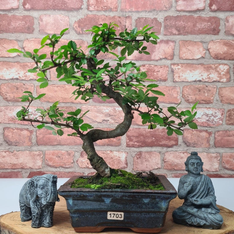 Chinese Elm (Ulmus Parvifolia) Bonsai Tree | Shaped | In 15cm Pot - Yorkshire Bonsai