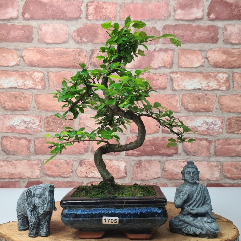 Chinese Elm (Ulmus Parvifolia) Bonsai Tree | Shaped | In 15cm Pot - Yorkshire Bonsai