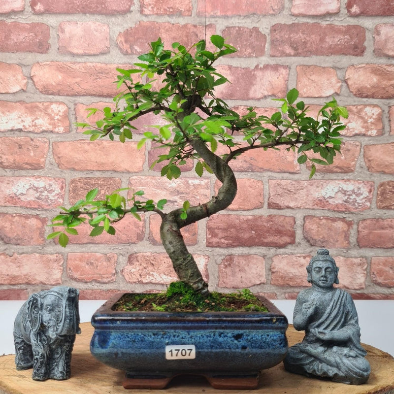 Chinese Elm (Ulmus Parvifolia) Bonsai Tree | Shaped | In 15cm Pot - Yorkshire Bonsai