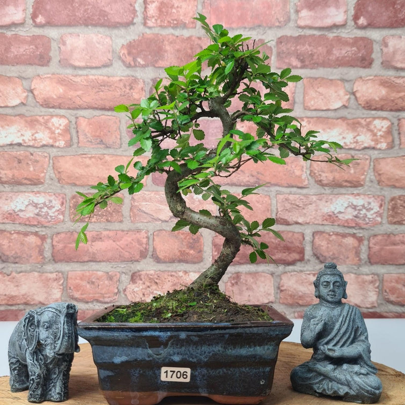 Chinese Elm (Ulmus Parvifolia) Bonsai Tree | Shaped | In 15cm Pot - Yorkshire Bonsai