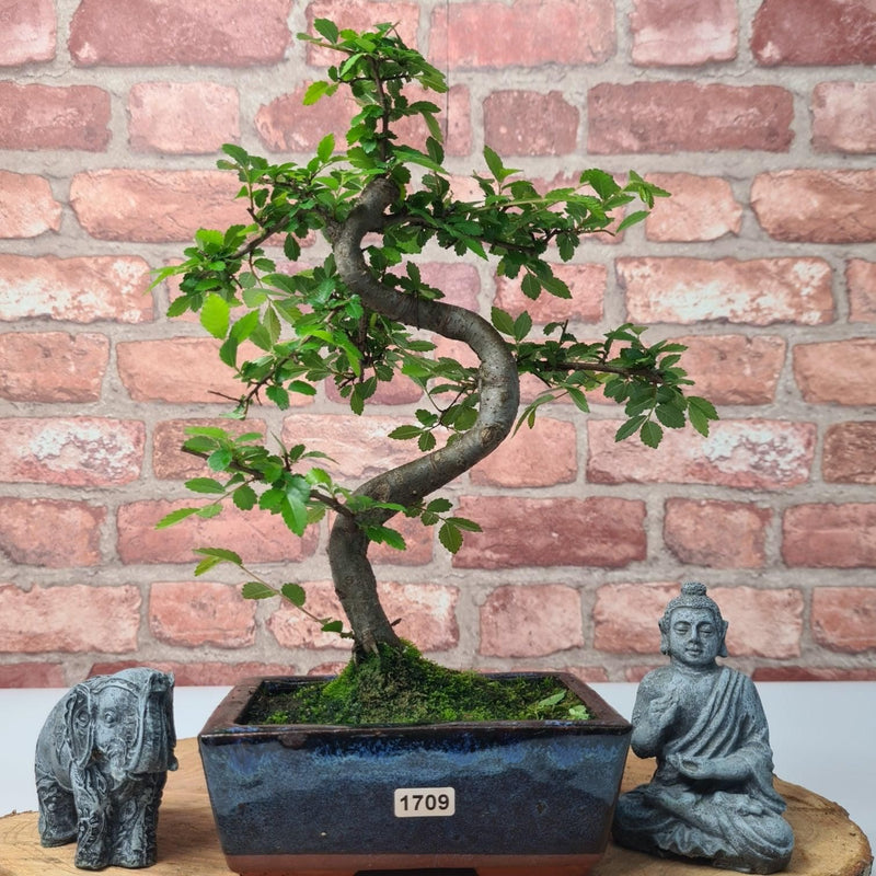 Chinese Elm (Ulmus Parvifolia) Bonsai Tree | Shaped | In 15cm Pot - Yorkshire Bonsai