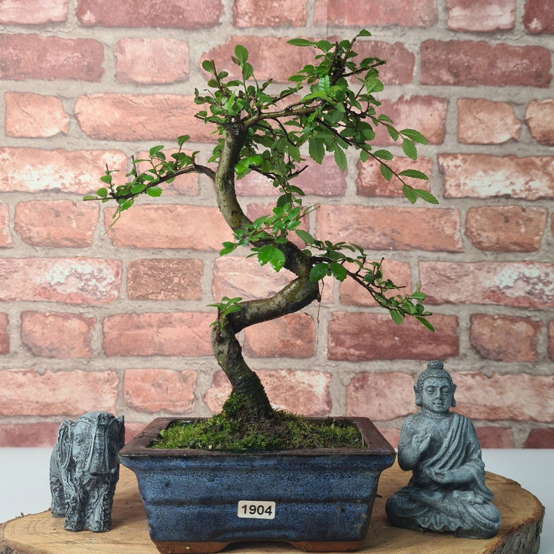 Chinese Elm (Ulmus Parvifolia) Bonsai Tree | Shaped | In 15cm Pot - Yorkshire Bonsai