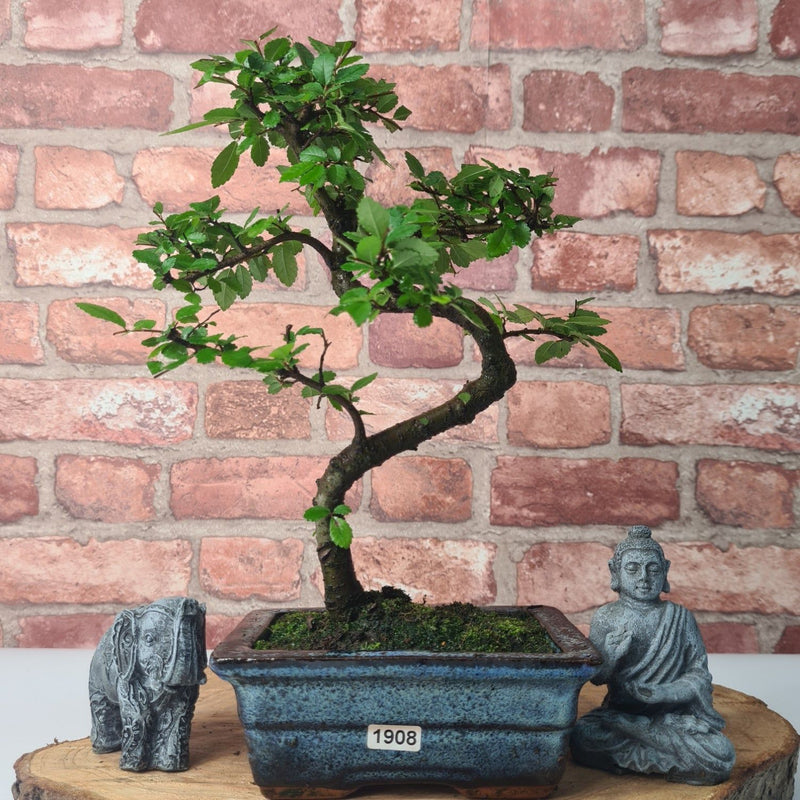 Chinese Elm (Ulmus Parvifolia) Bonsai Tree | Shaped | In 15cm Pot - Yorkshire Bonsai