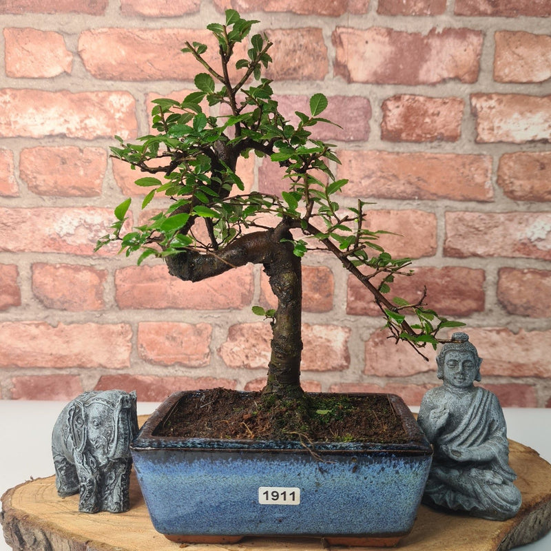 Chinese Elm (Ulmus Parvifolia) Bonsai Tree | Shaped | In 15cm Pot - Yorkshire Bonsai