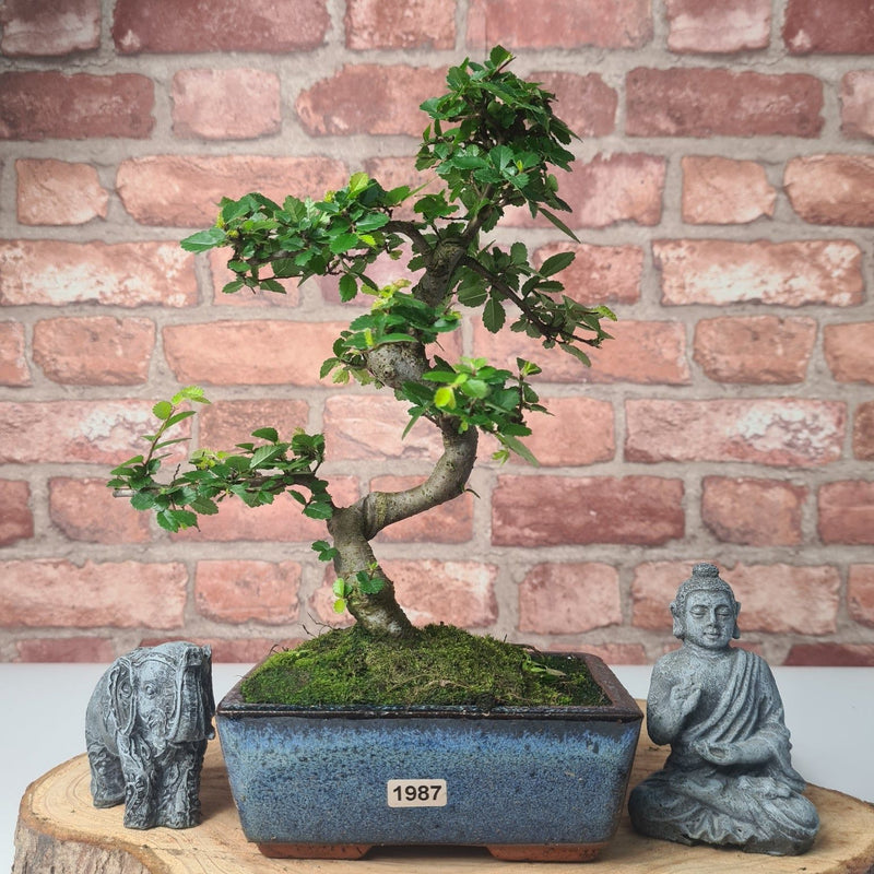 Chinese Elm (Ulmus Parvifolia) Bonsai Tree | Shaped | In 15cm Pot - Yorkshire Bonsai